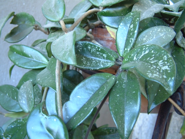 Hoya sp. / Fiore di cera (pianta coltivata)